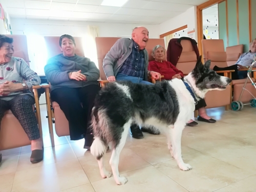 Programa de terapia canina conjunta SED Mensajeros de la Paz Murcia Alameda 7